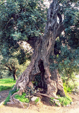 MARIA - Natives Olivenöl Extra aus Griechenland (500ml)