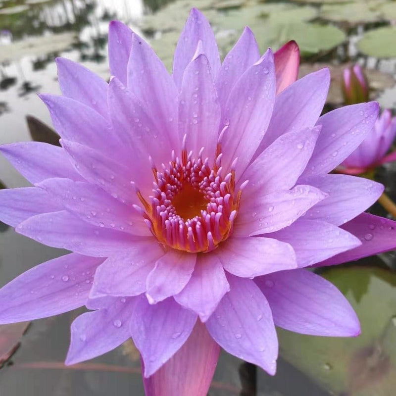 The Qi - Blue Lotus Tee – HUMAN NEST